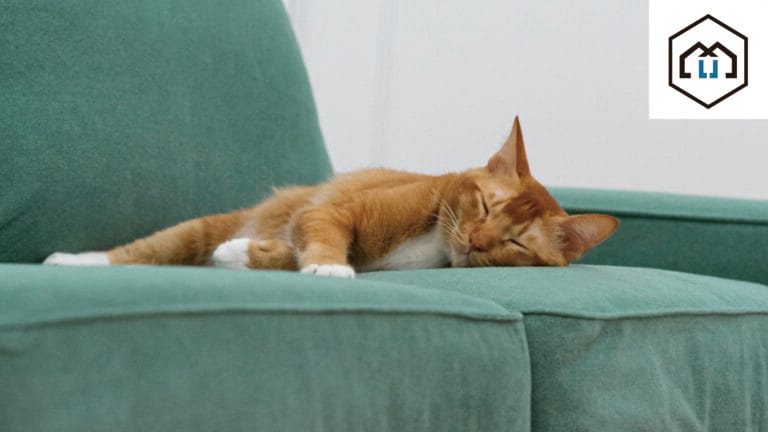 a cute ginger cat sleeping peacefully on a green sofa